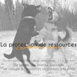 La protection de ressources cameha