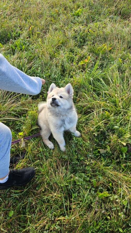 Chien enfant chiot eurasier